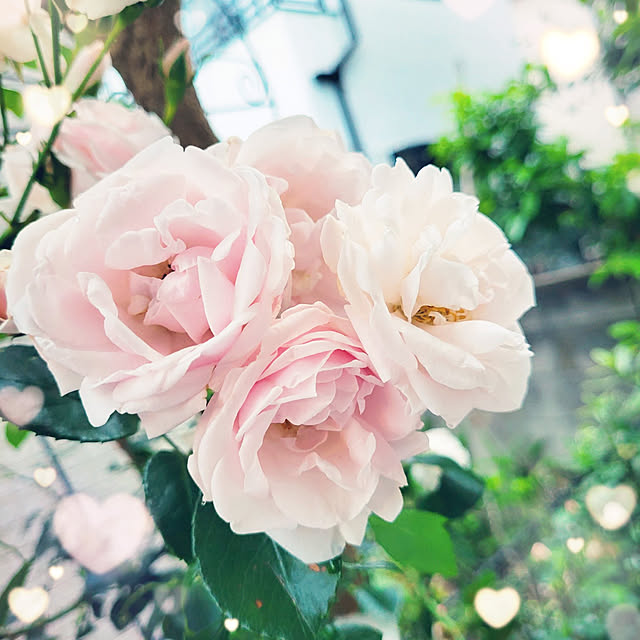 mimi828さんの実例写真