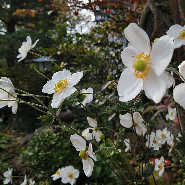 yuunekoさんの実例写真