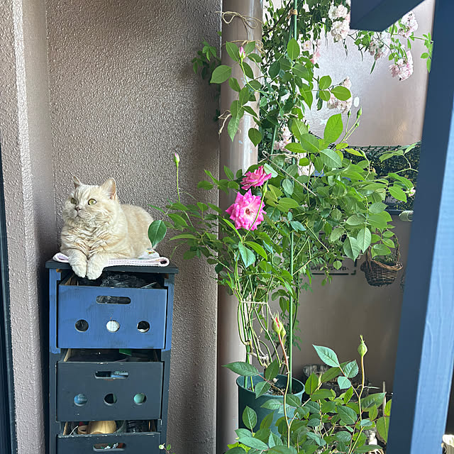 naokoさんの部屋