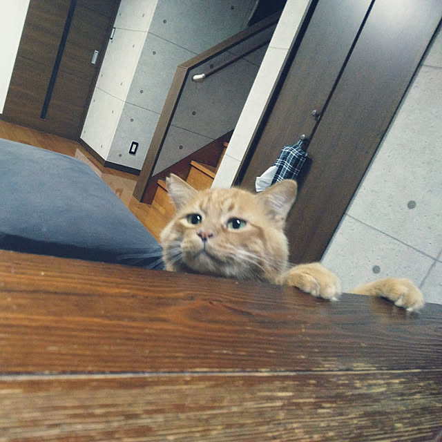 annさんの実例写真