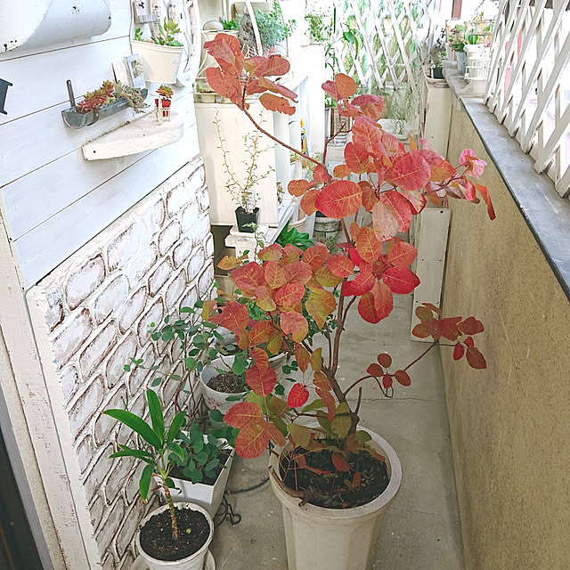 miho.okuさんの実例写真