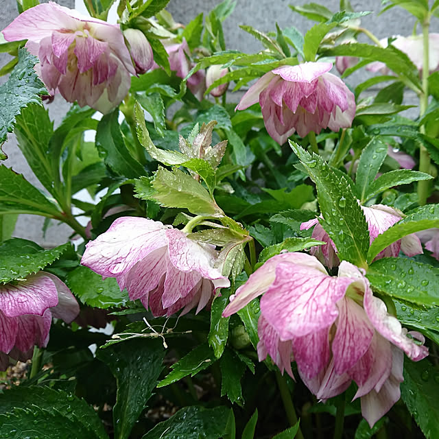 fleur-mamanさんの実例写真
