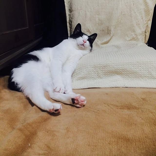 kiznagiさんの実例写真
