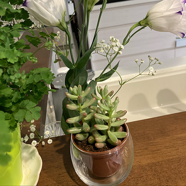 観葉植物/キッチンのインテリア実例 - 2022-05-30 15:20:04