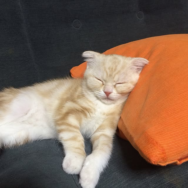 e-skeさんの実例写真