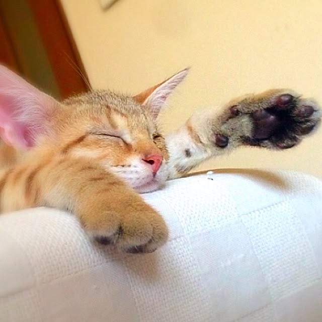 1633さんの実例写真