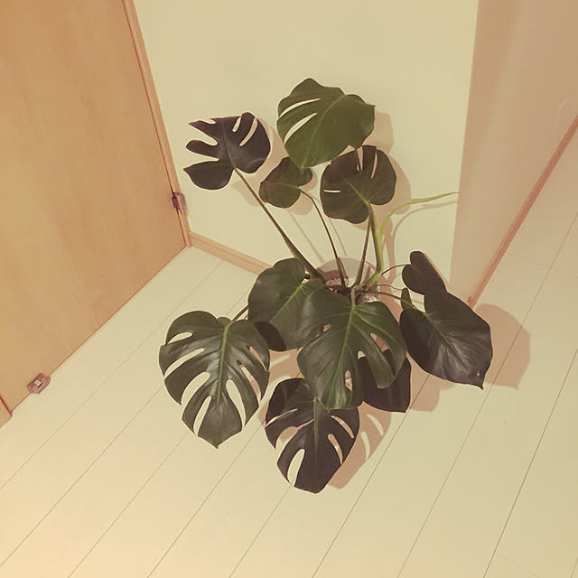 Yuukiさんの実例写真