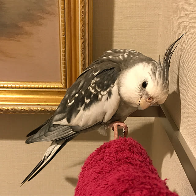 mukuさんの実例写真