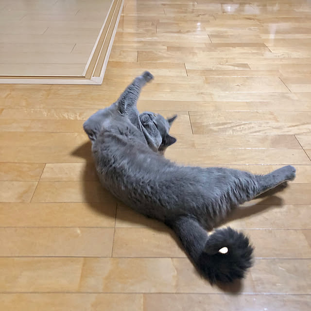 GUMIMINさんの実例写真