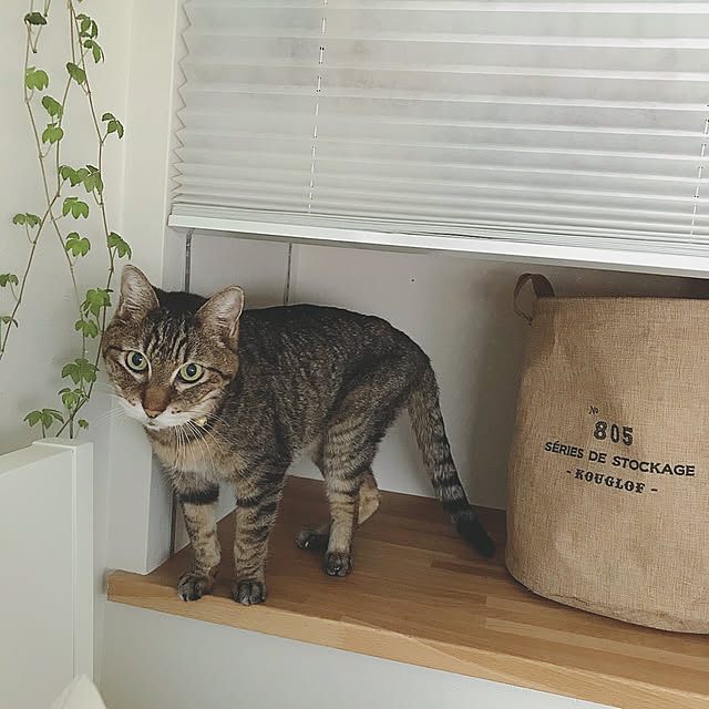 lovecatさんの実例写真