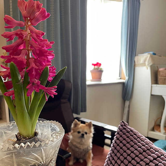 natsumiさんの実例写真