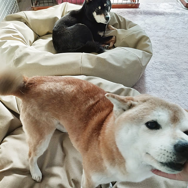 ponhanaさんの実例写真