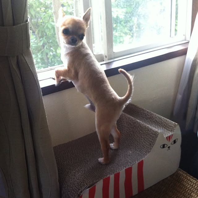 sayabananaさんの実例写真
