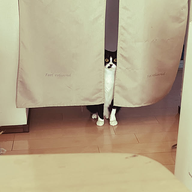 nekoさんの実例写真
