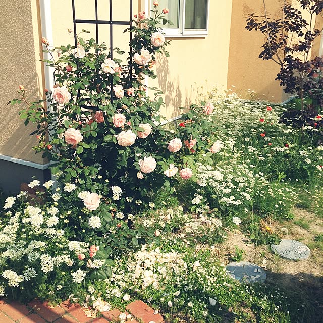 noraさんの実例写真