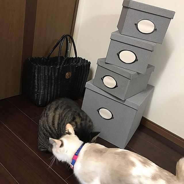 pippiさんの実例写真