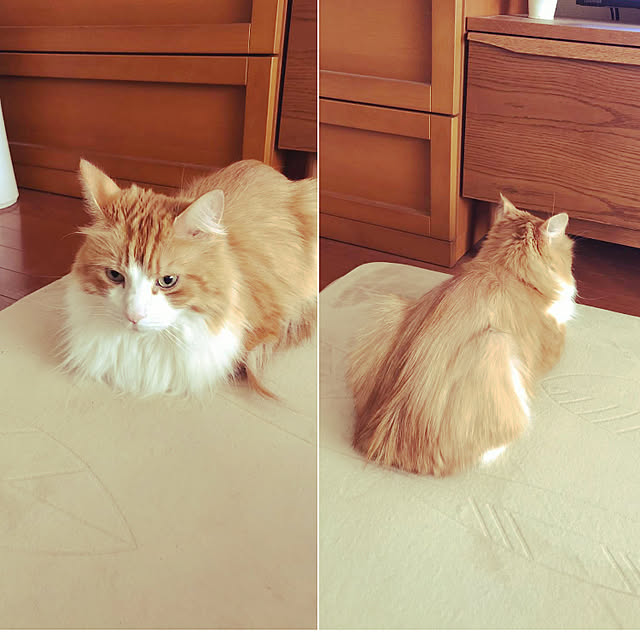 uchidaizuさんの実例写真