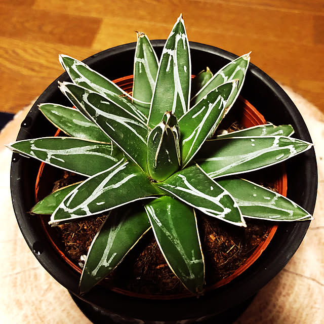 rintarotantan7さんの実例写真