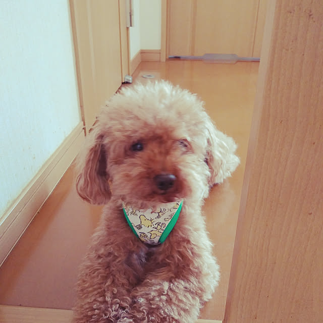 arielarielさんの実例写真