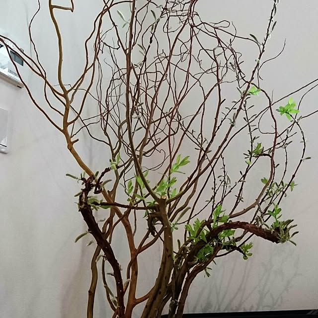 airisaさんの実例写真