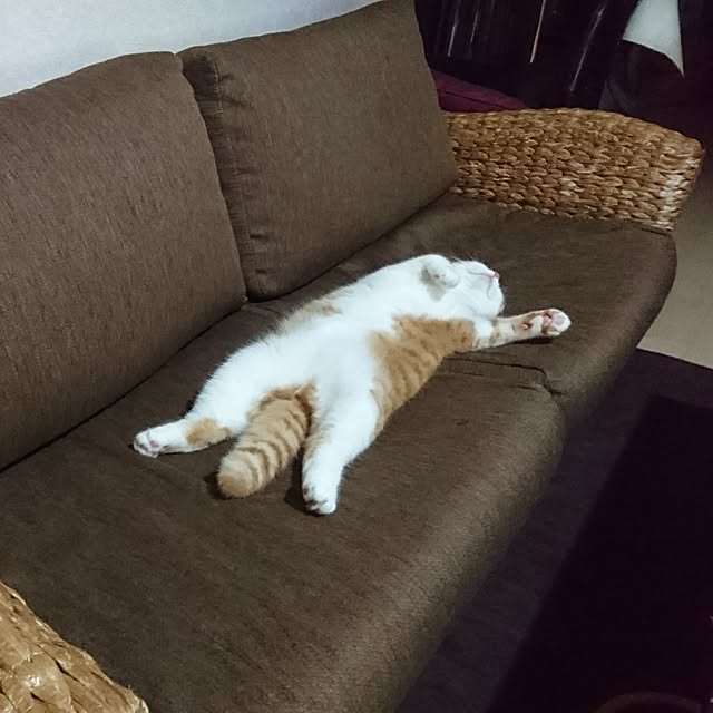 ikkyu91さんの実例写真