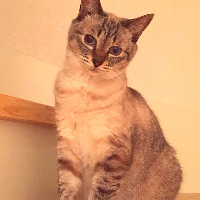 bonobono54さんの実例写真