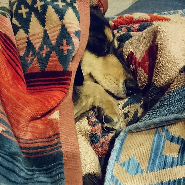 cocosorasakuさんの実例写真