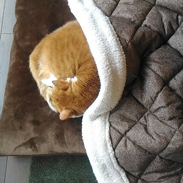 cacaoさんの実例写真