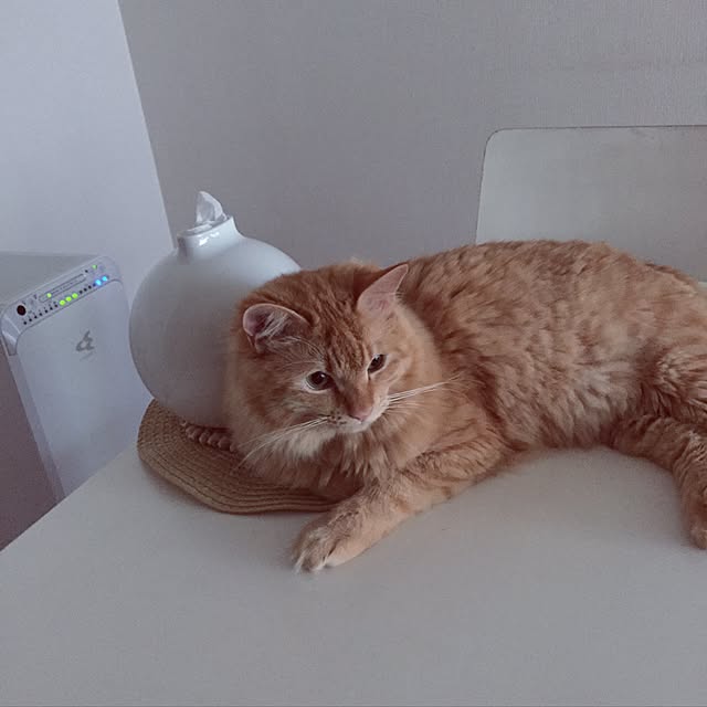 Ryokoさんの実例写真