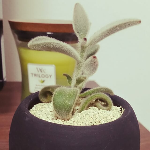 ayn5さんの実例写真