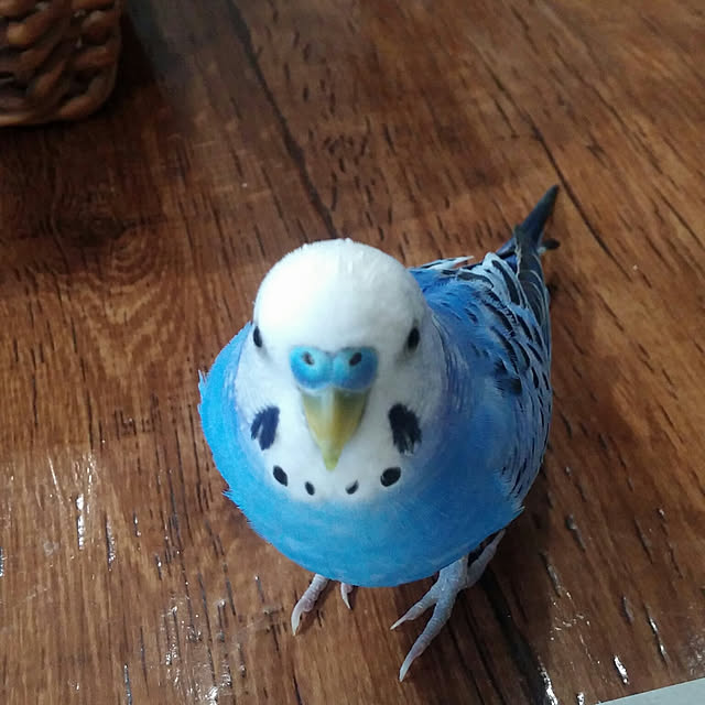 opiopiopiさんの実例写真