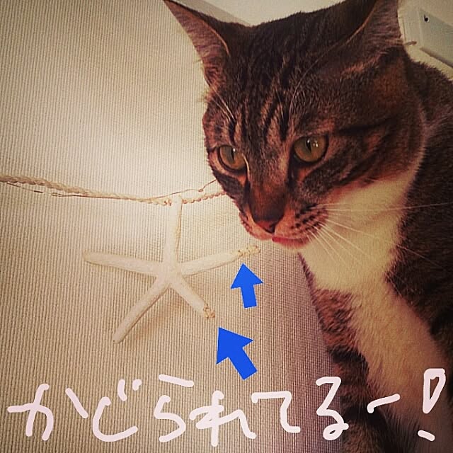 Lukiさんの実例写真