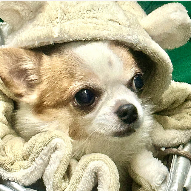 cocoさんの部屋