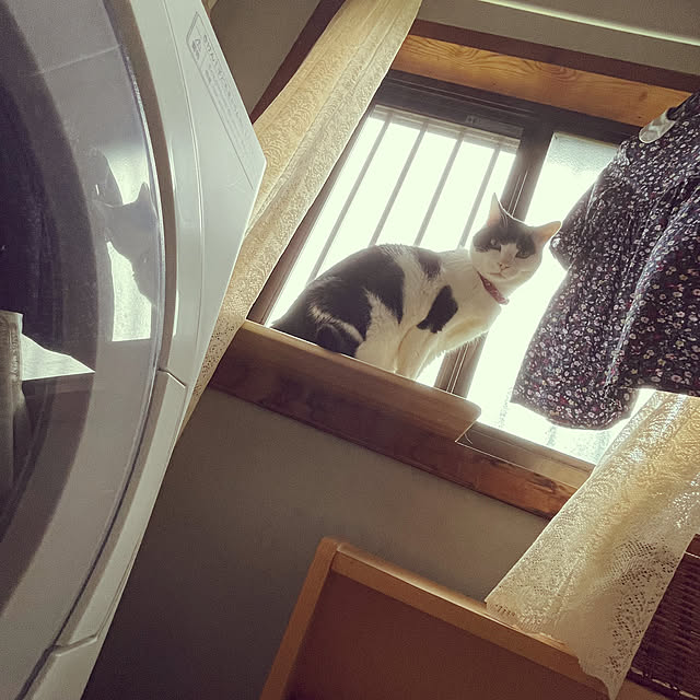 nekosamaさんの実例写真