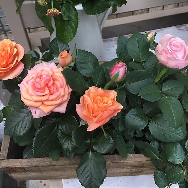 cocco0505さんの実例写真