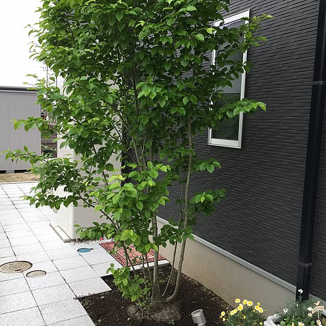 pandaさんの実例写真