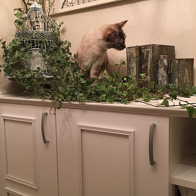 noelさんの実例写真