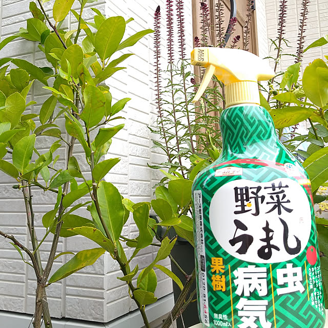 corocoro2525さんの実例写真