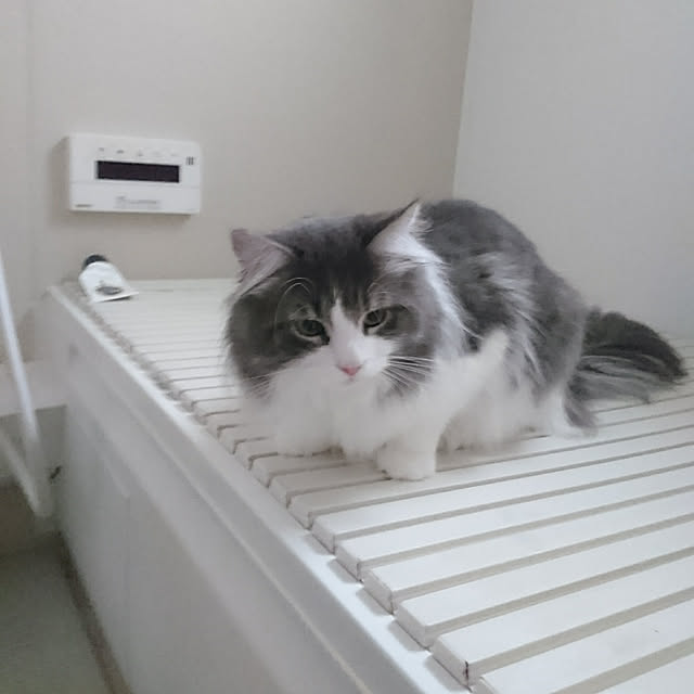 shinobuさんの実例写真