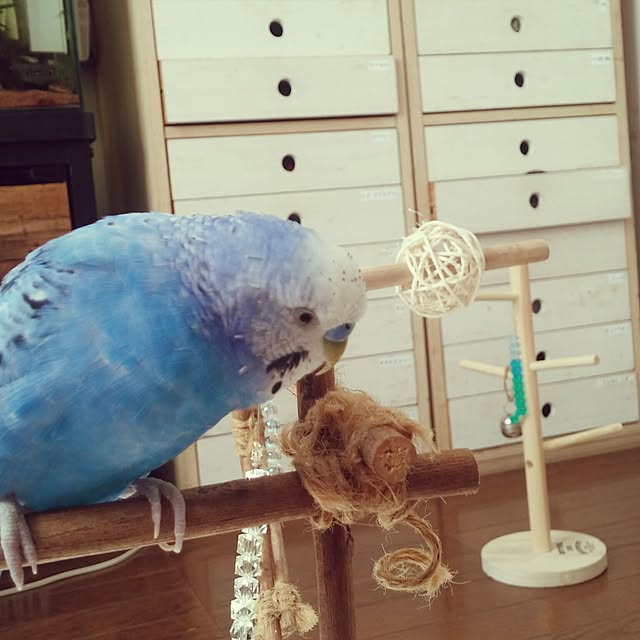opiopiopiさんの実例写真