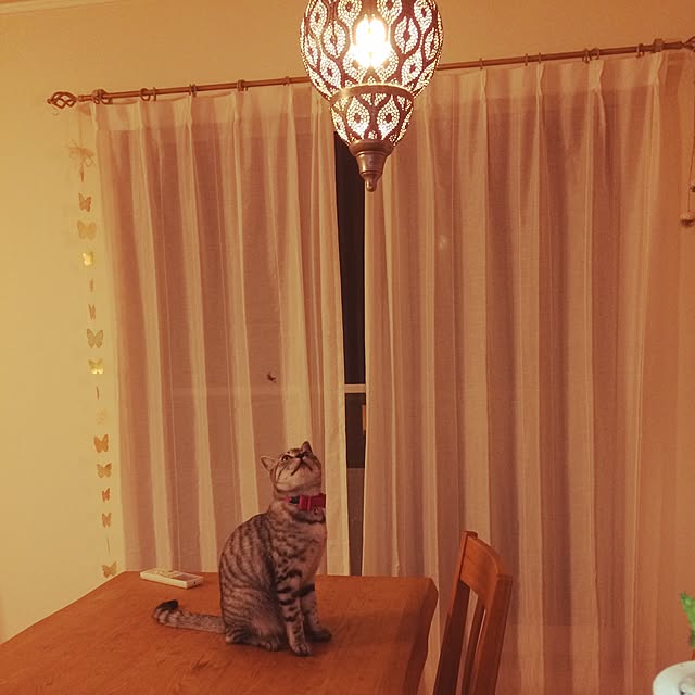 ayumiさんの実例写真