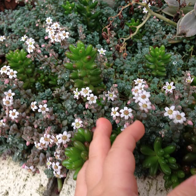 hanaさんの実例写真