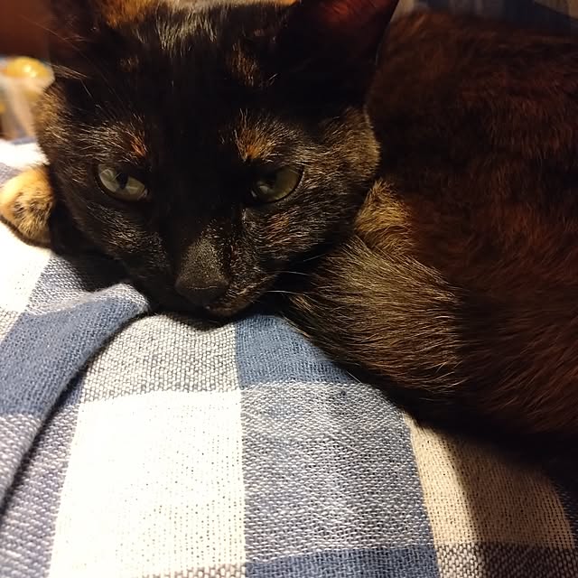 mamekoさんの部屋