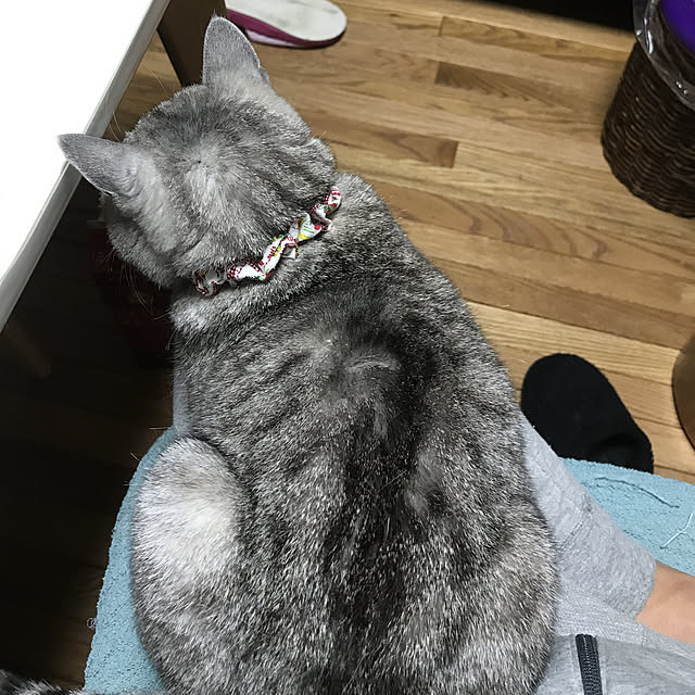 実例写真