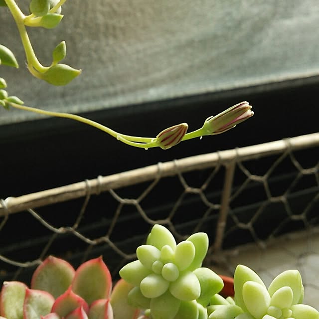 raraさんの実例写真