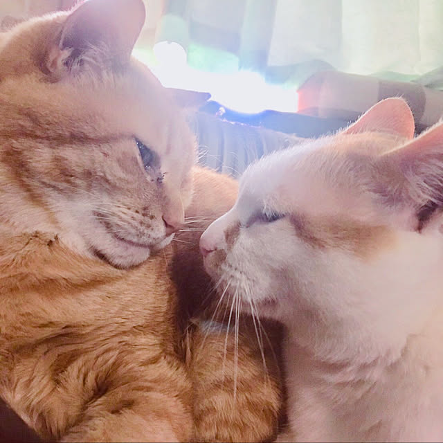 tututu0204さんの実例写真