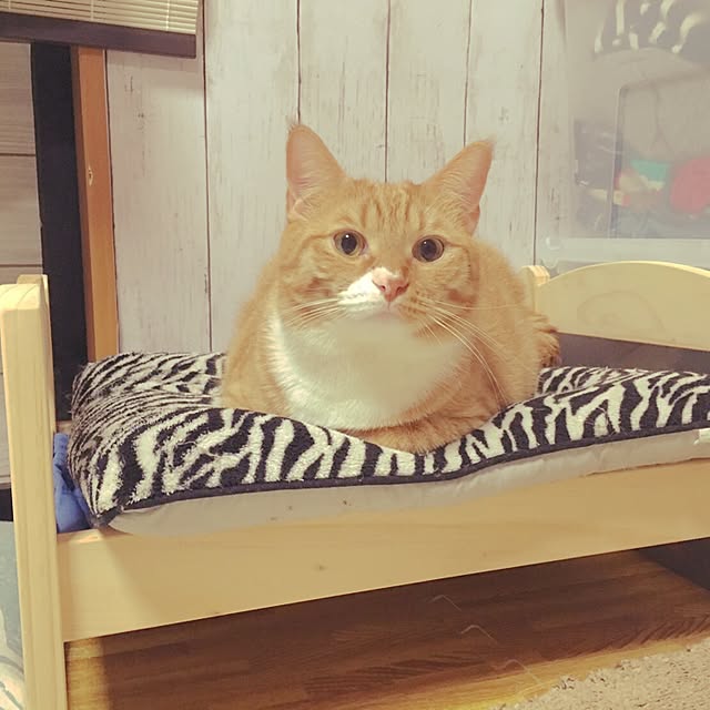 CATさんの実例写真