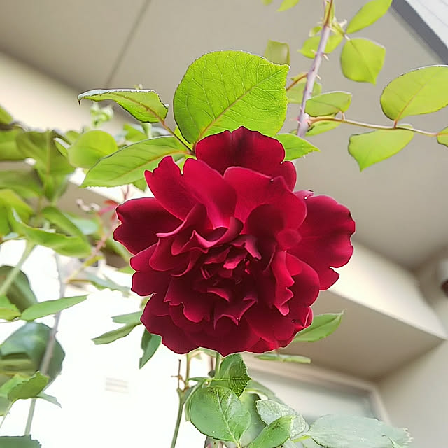 hiromimiさんの実例写真
