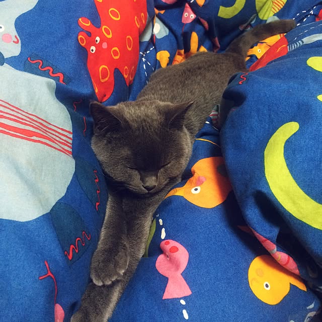 Shojiさんの実例写真