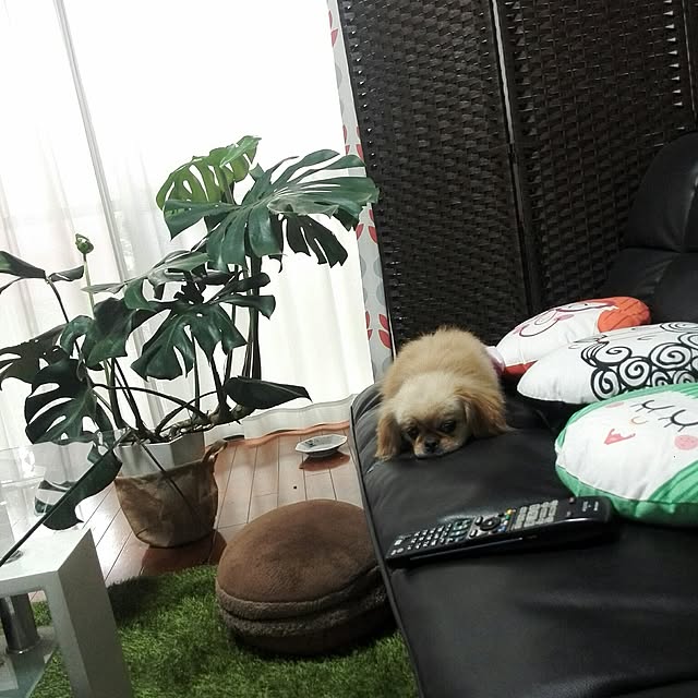 harupeeさんの実例写真